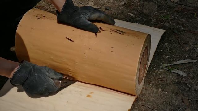 BRUKE. Cedar felling and boar proof fence