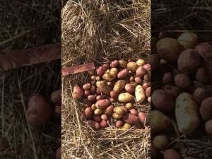 Картофель из семян. Манифест. Джувель.