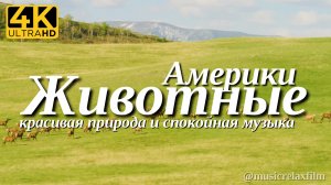 4К Животные Америки | Животные и природа с успокаивающей, спокойной музыкой для медитации, сна