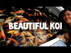 Beautiful Koi| My Beloved Mom| Flora and Fauna| MADE IN MEXICO