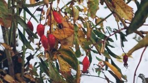 Маме. Читает автор Маргарита Мигунова.