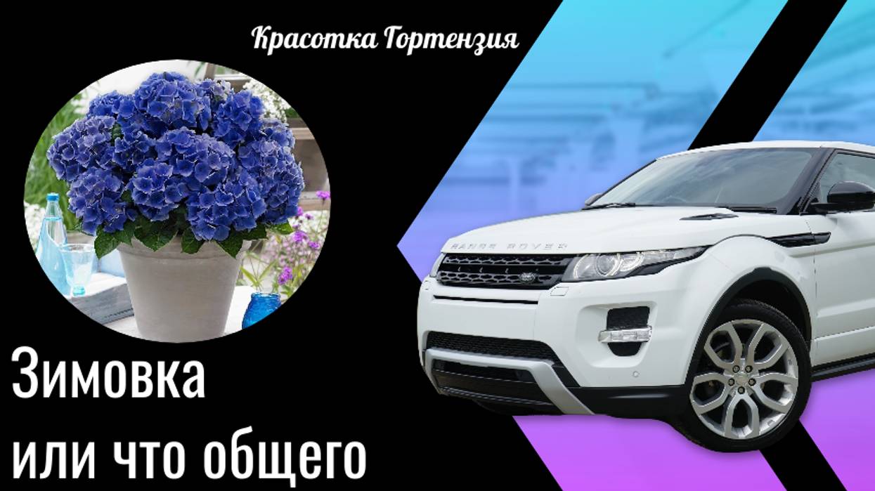 Идея хранения черенков гортензии зимой в городе 🌿