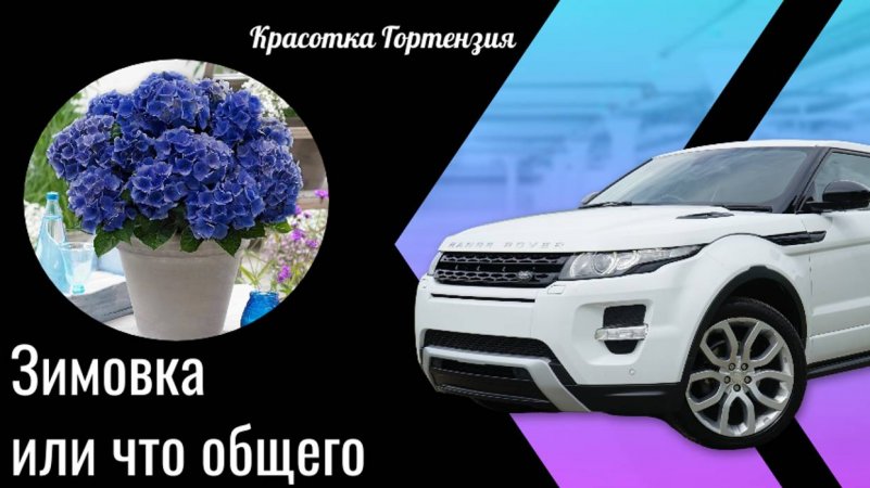 Идея хранения черенков гортензии зимой в городе 🌿