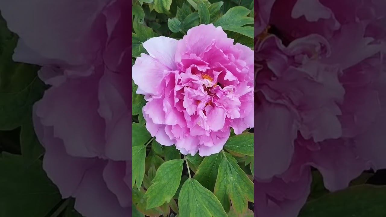 пион Сейдай-древовидный #цветоманка #люблюцветы #цветы #многолетники #весна #сад #пион #кустарники
