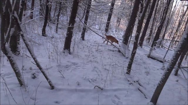 Охота на зайца 24.11.24г. Заполевали. (В следующий раз увидимся в декабре). смотреть онлайн