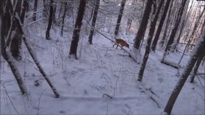 Охота на зайца 24.11.24г. Заполевали. (В следующий раз увидимся в декабре).