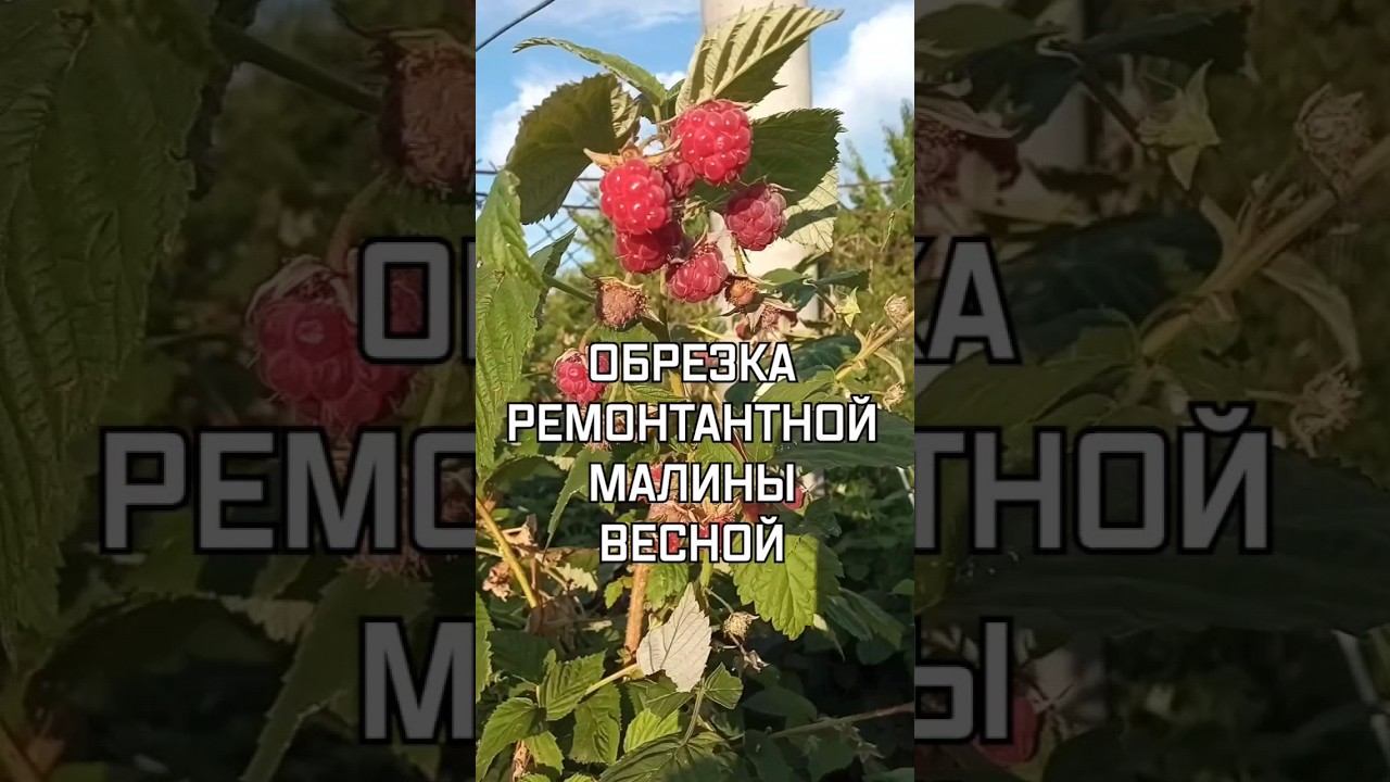 обрезка ремонтантной малины весной #дача #малина #ремонтантнаямалина #обрезка