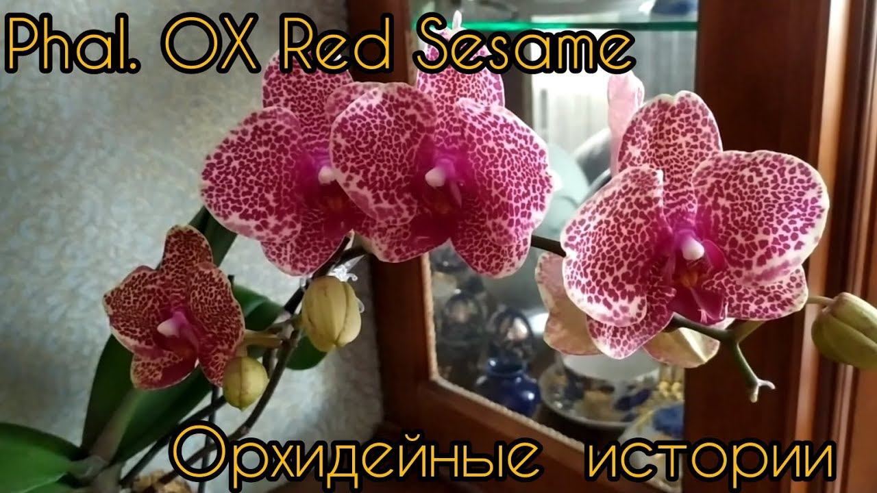 phal. OX Red Sеsame. Обзор. смотреть онлайн