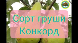 Сорт груши Конкорд. Описание, посадка, плюсы, минусы, история, уход. #груша