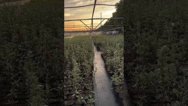 Красота 😍💓 смотреть онлайн