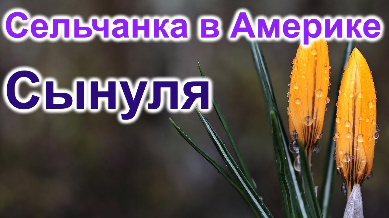 Сельчанка в Америке. Всё для сынули
