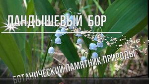 Ландышевый бор в Кукарке. Советский район. Вятка.