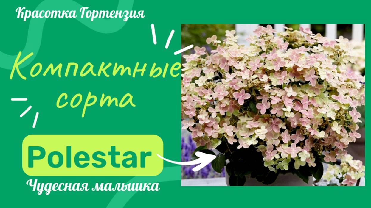 Гортензия метельчатая Polestar (Полестар). Компактные сорта