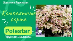 Гортензия метельчатая Polestar (Полестар). Компактные сорта
