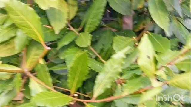 ВТОРАЯ СЕРИЯ НОВОГО УВЛЕЧЕНИЯ ПЕНСИОНЕРКИ- СЪЕМКИ В МАССОВКЕ