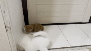Играют смешные котята