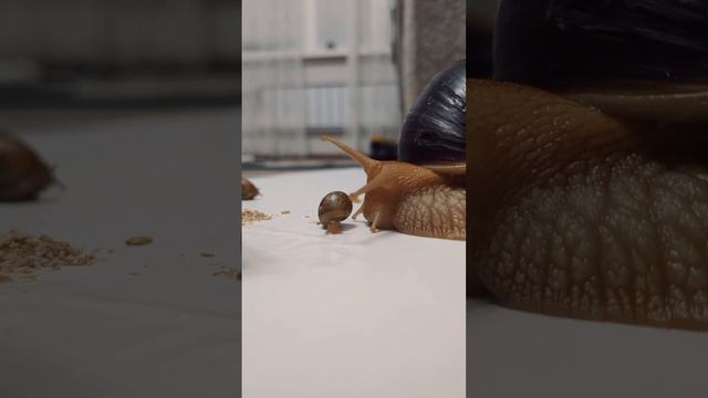 🐌✨ Маленькие и большие улитки ахатины вместе! #УлиткиАхатины #МиниВидео
