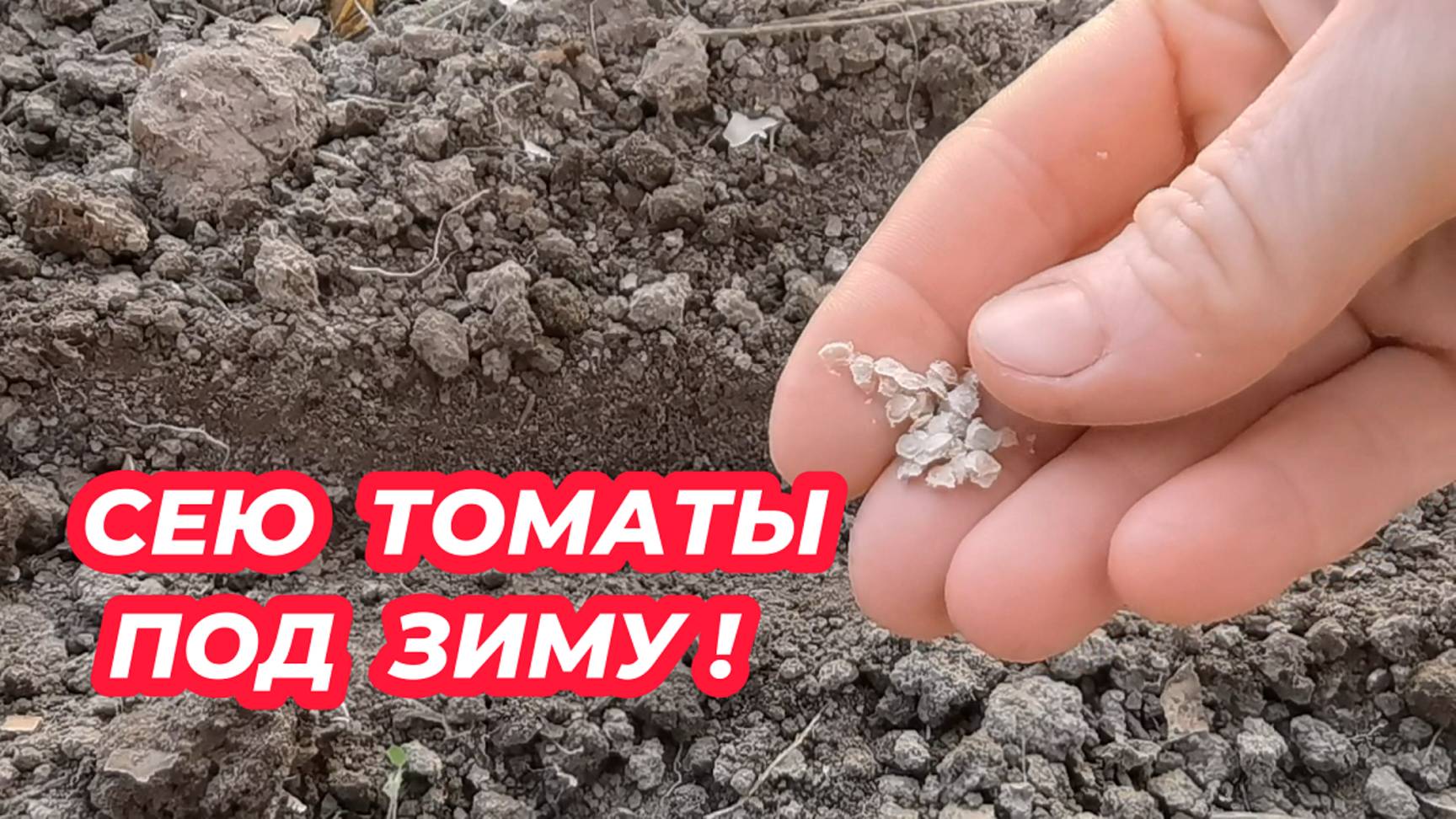 ПОСЕВ ТОМАТОВ ПОД ЗИМУ! Уникальный способ выращивания помидоров без рассады