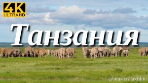 4К Танзания | Животные и природа с успокаивающей, спокойной музыкой для медитации, сна, отдыха