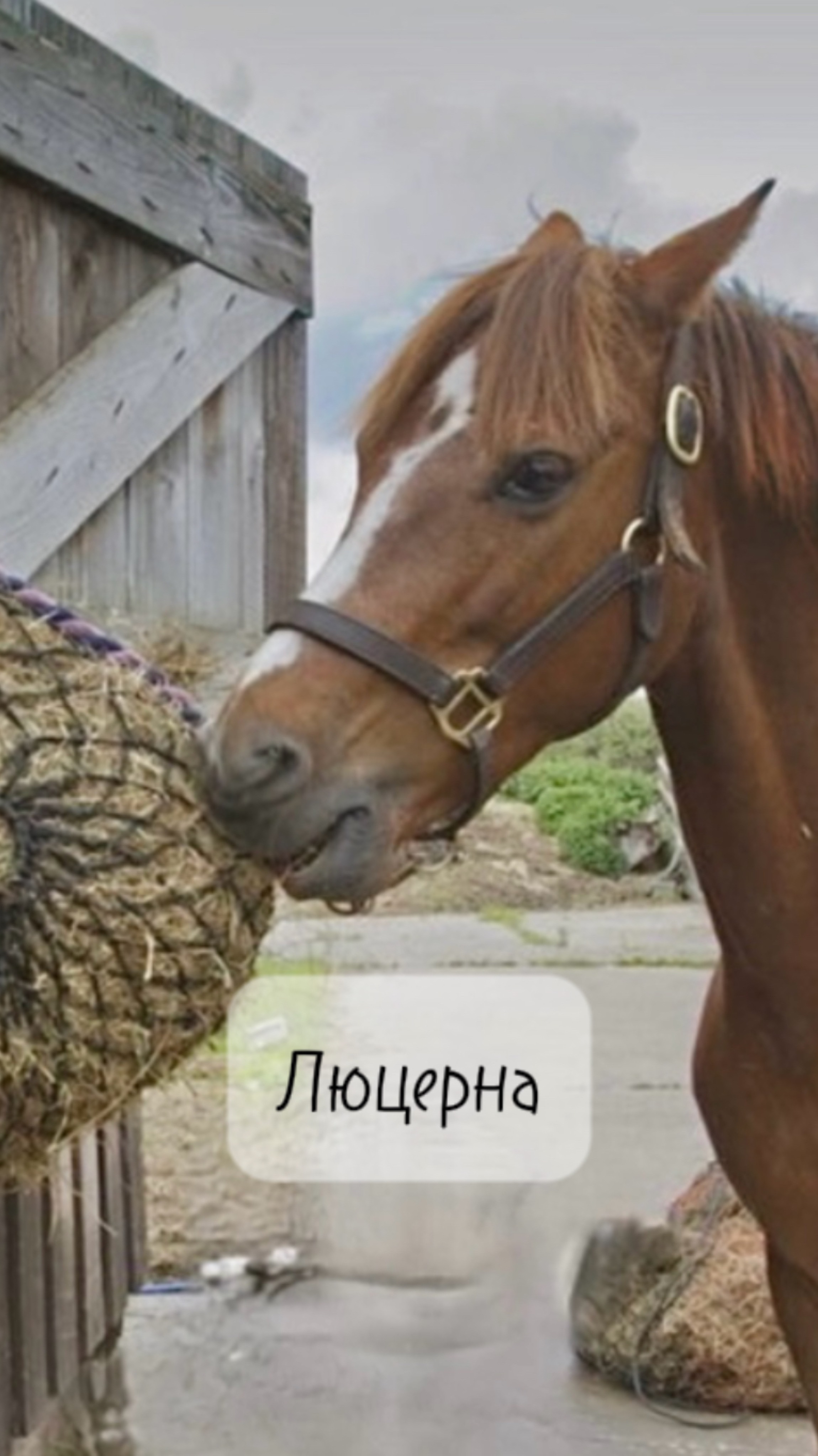 Наша покровка дружба