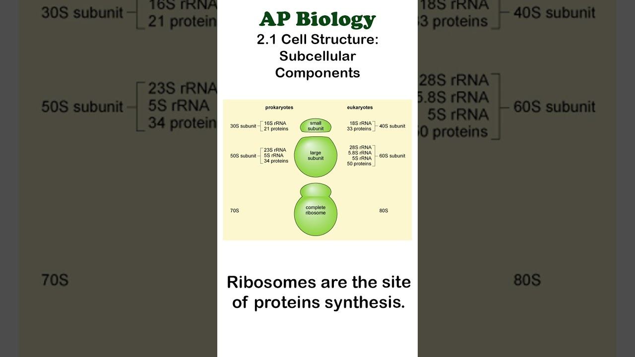 AP Bio - 2.1 Ribosomes #apbiology #cellbiology