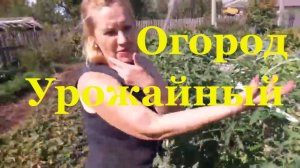 Огородное выращивание овощей Урожай в Палкино