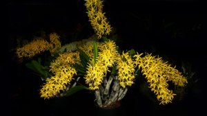 Реанимация дендробиума Golden rain и выращивание детки на высохшей бульбе дендробиума Часть 1.