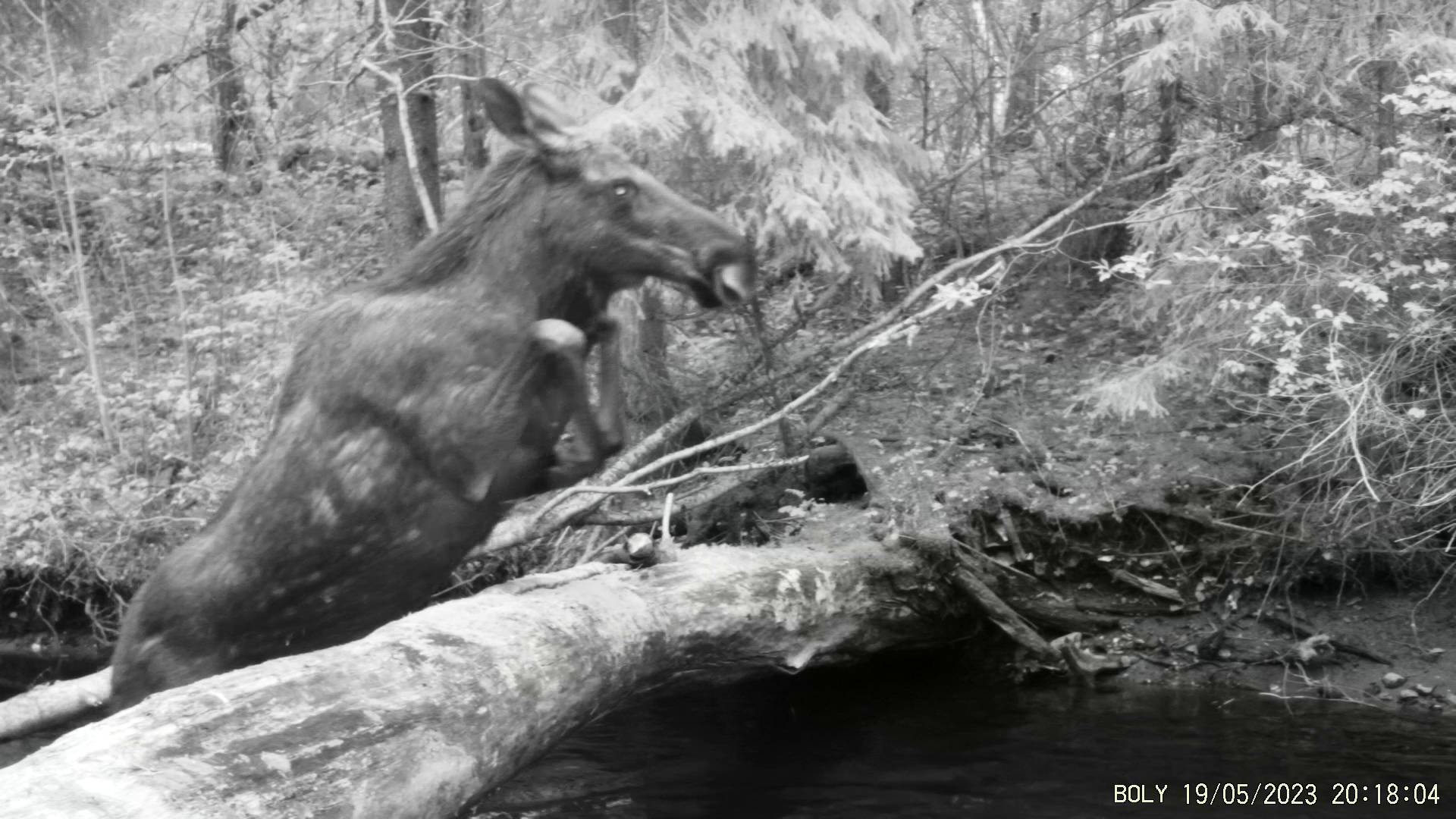 Природа Вожегодского района. смотреть онлайн