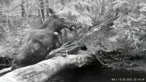 Природа Вожегодского района.