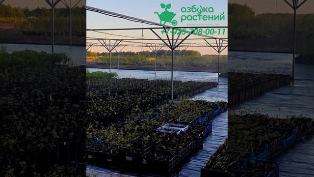 Вечерний полив растений, у нас на торговой площадке. смотреть онлайн