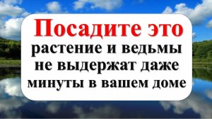 Посадите одно растение на кухне и убирайте правильно, чтобы ведьмы и бедность исчезли по народным пр