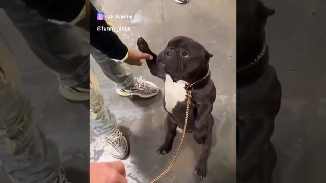 эти забавные собаки.mp4