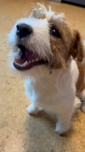 Джек Рассел - Бакс, первый день