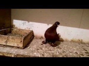 Голуби Кубани