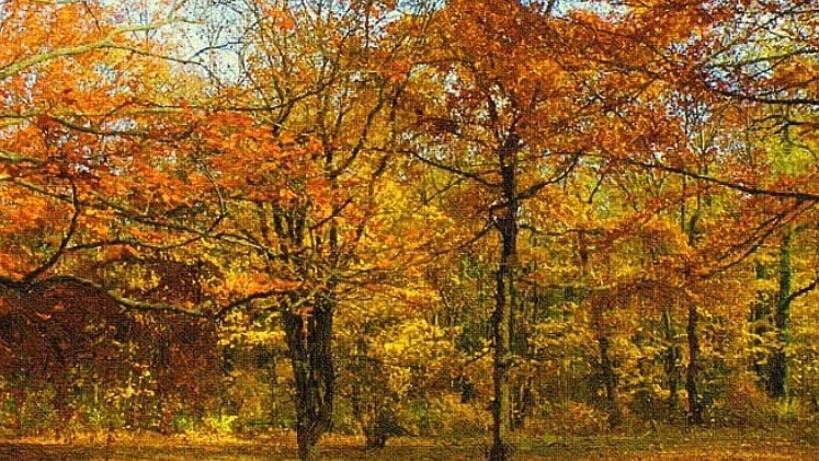 Осенний прохват, веселье в лесу🦫