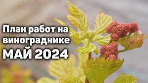 План работ на винограднике в Мае - 2024
