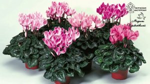 Ядовитые комнатные растения  ТОП 30 🌿