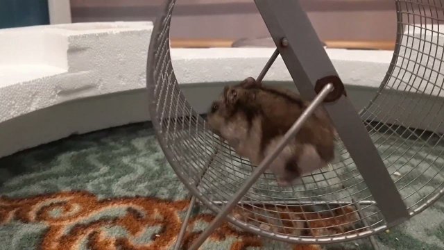 хомяк бежит в колесе перед экраном компьютера