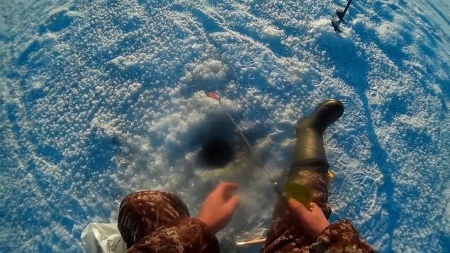 Зимняя рыбалка Кама Судак и Берш на тюльку