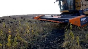 Сравниваем жатки для уборки подсолнечника ПСП рядковая с Безрядковой ОТЗЫВ о работе ЖАТКИ