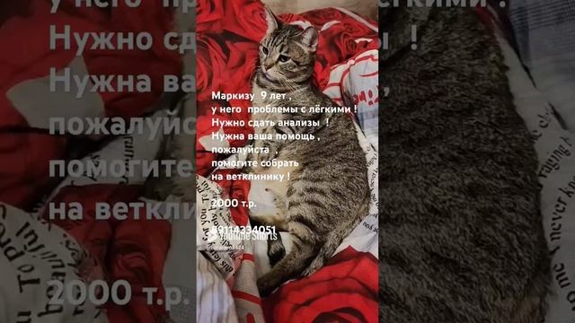 Маркиз ! #помощьживотным #котики #миниприют