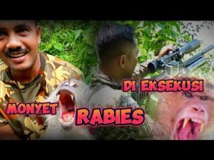 HUNTING KERA‼️SIKAT 🔥 MONYET/KERA PEMBAWA VIRUS MENULAR