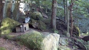 Вижу цель - не вижу препятствий. Цель - мамин хвост.