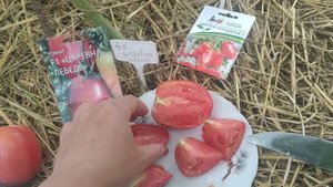 обзор томатов 🍅,, Царевна лебедь,, и Царское искушение,,🍅