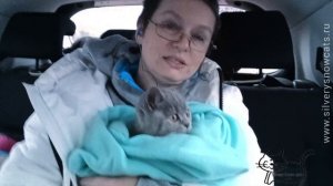 У вас будет ребёнок! Британский котёнок едет в новый дом