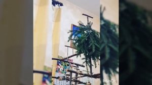 ПОПУГАЙ КОРЕЛЛА КРИЧИТ. Какой голос у самки кореллы.