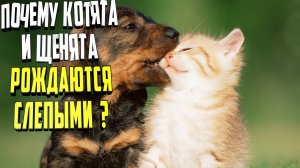 Почему котята и щенята рождаются с закрытыми глазами