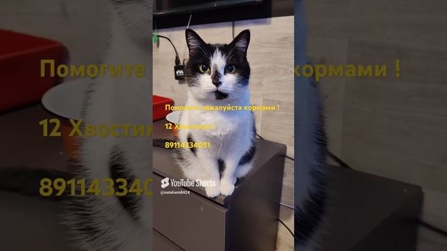 Муся ! #помощьживотным #котики #миниприют