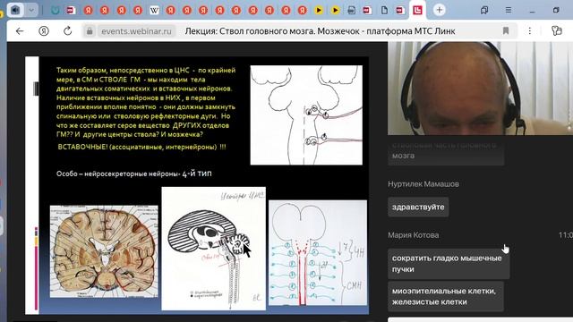 Лекция  Ствол головного мозга  Мозжечок