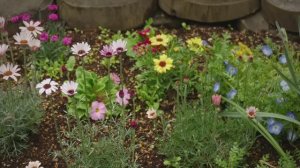 BRUKE. Cedar felling and boar proof fence